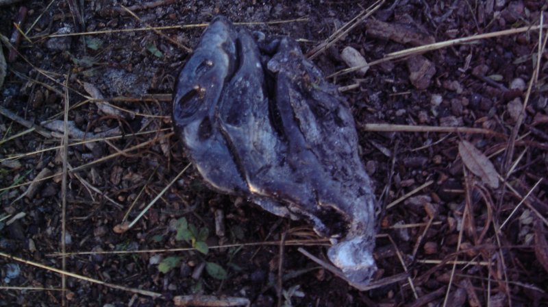 Melted_Bottle_800x448.jpg