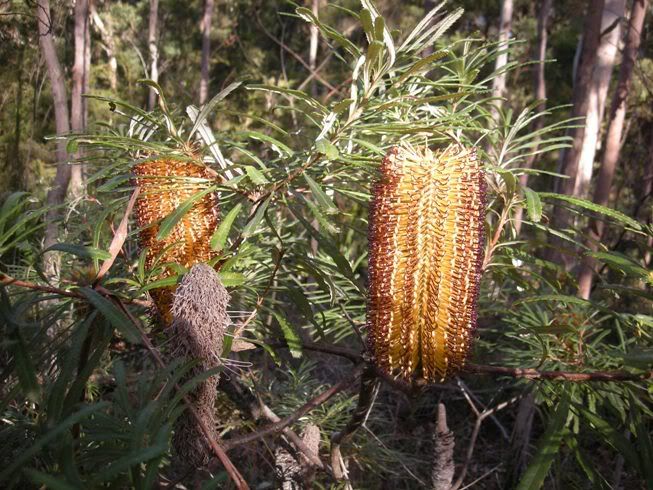 BushWalk4.jpg