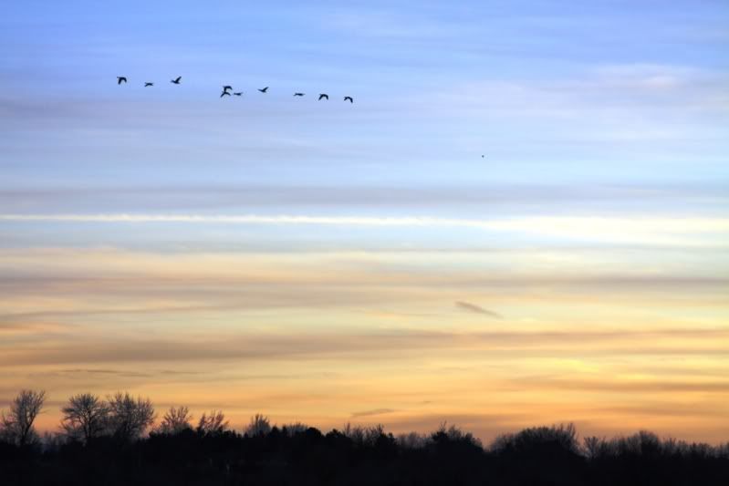 geese3resized.jpg