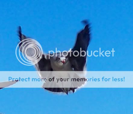BatbirdfromHell.jpg