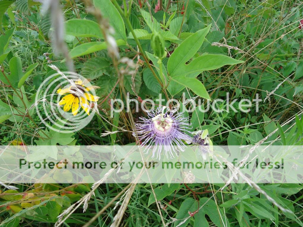 DSC00448_zps3d147b85.jpg