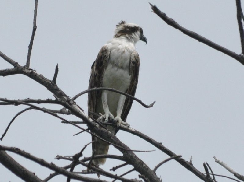 DSC_0345.jpg