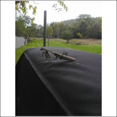 mantis.jpg