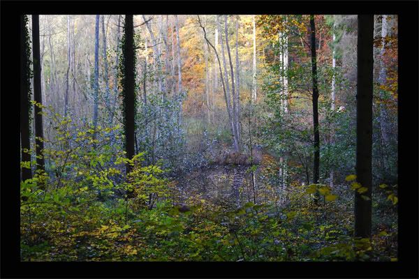 Wald1klein.jpg