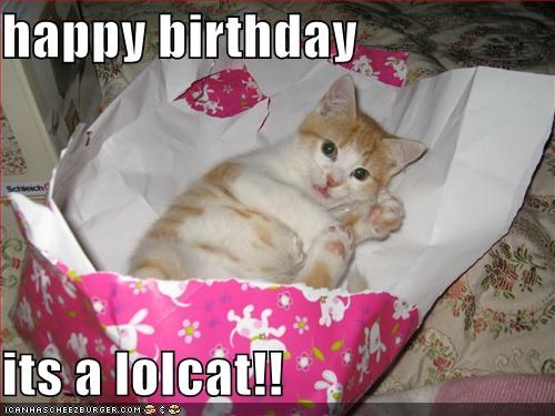 birthday-lolcat.jpg