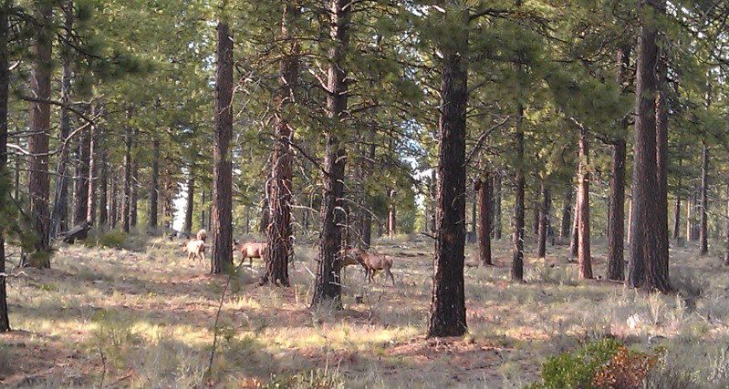 elk4.jpg