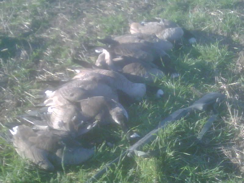 8geese.jpg
