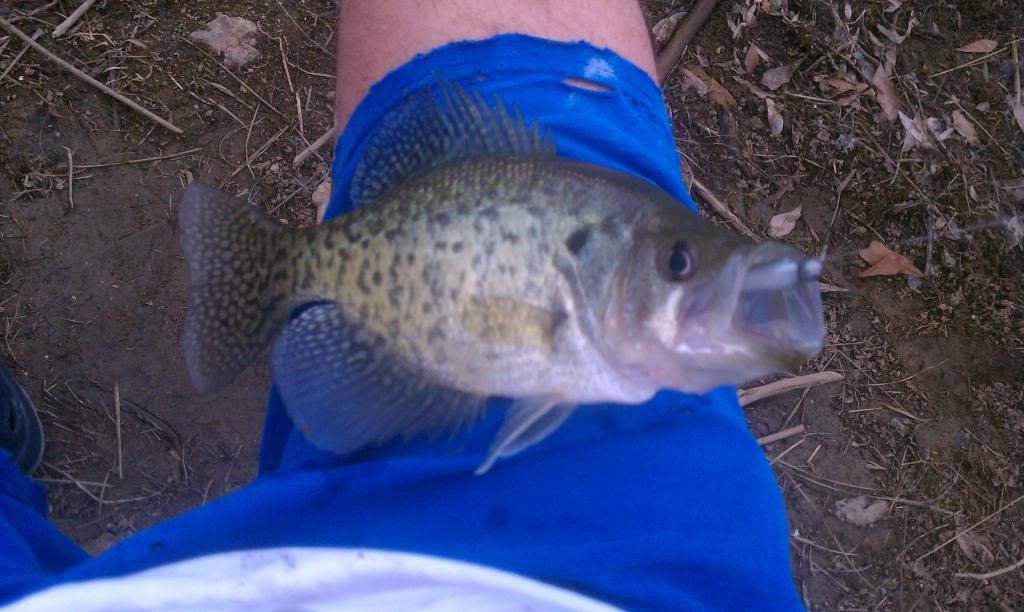 1242012crappie2.jpg