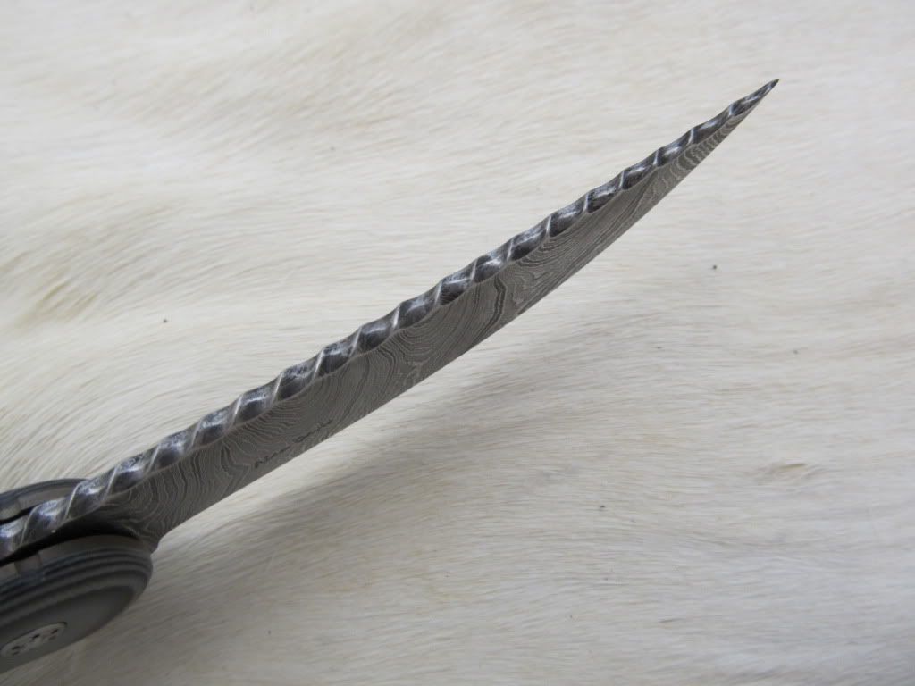 PersianFlipper017.jpg