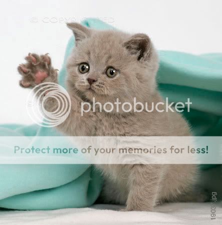 gatos_cute20kittens1.jpg