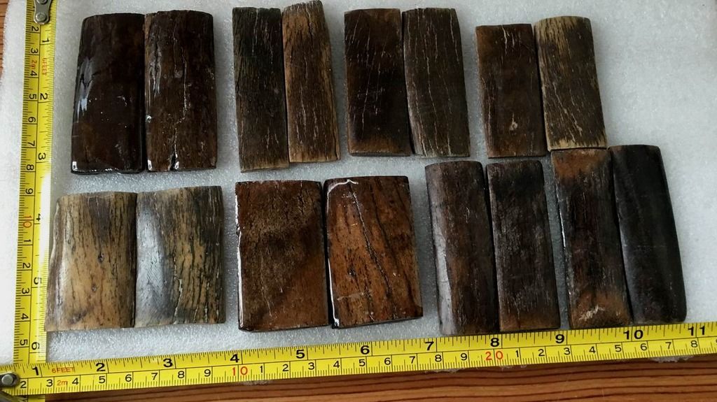 FOSSIL%20BONE%201_zpslrnjed7y.jpg