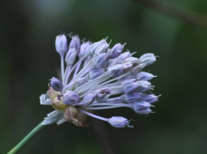 DSC_3098.jpg