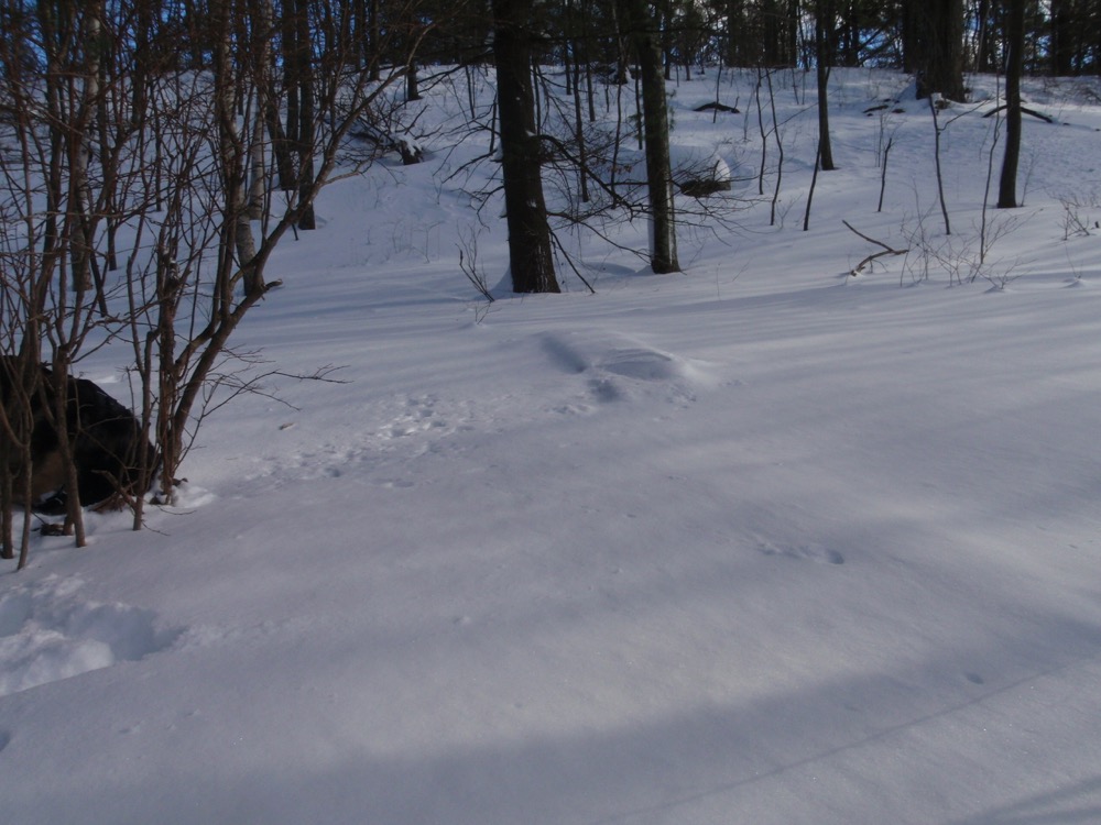 P1130143-vi.jpg