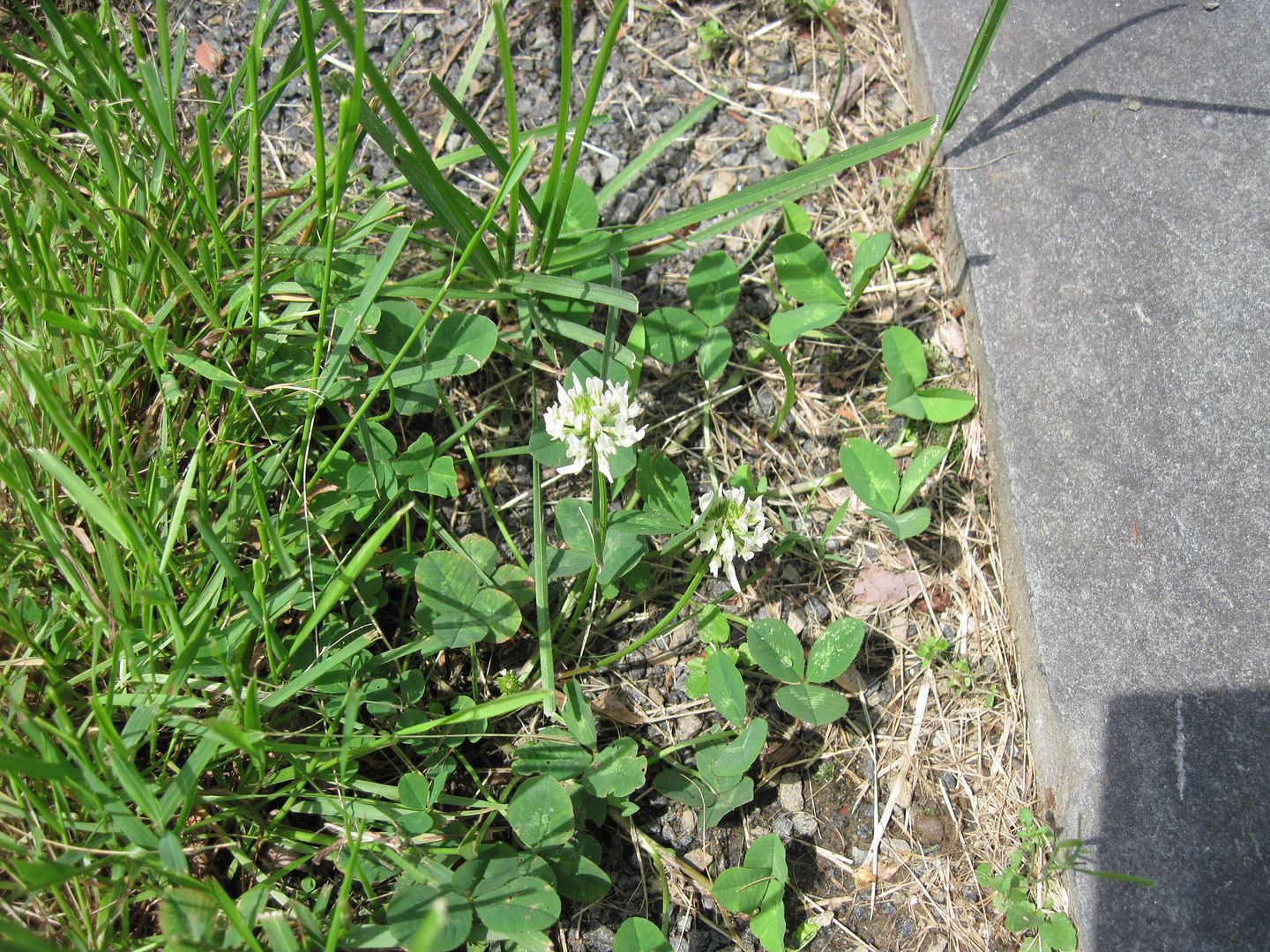 IMG_5987.jpg