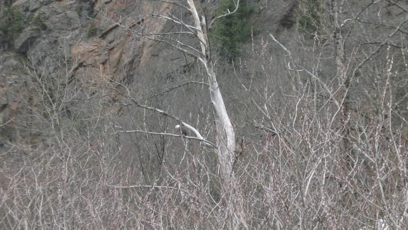 beaver2011026.jpg