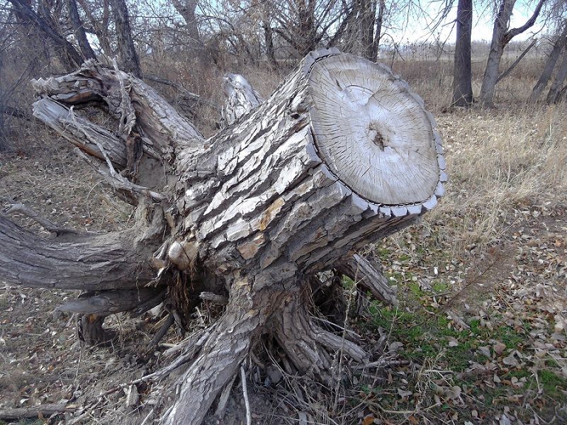 Stump%201_zpsgo462uug.jpg
