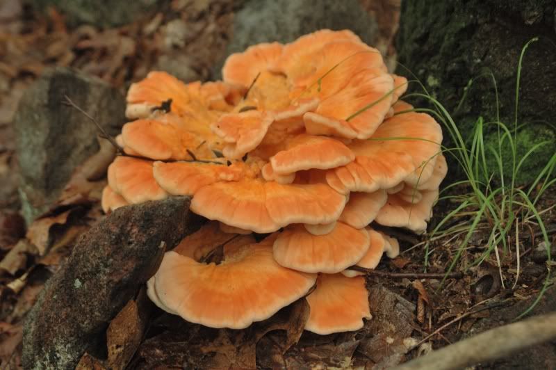 DSC_5439sml.jpg
