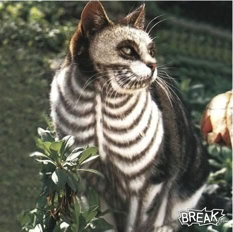 freakcat.jpg