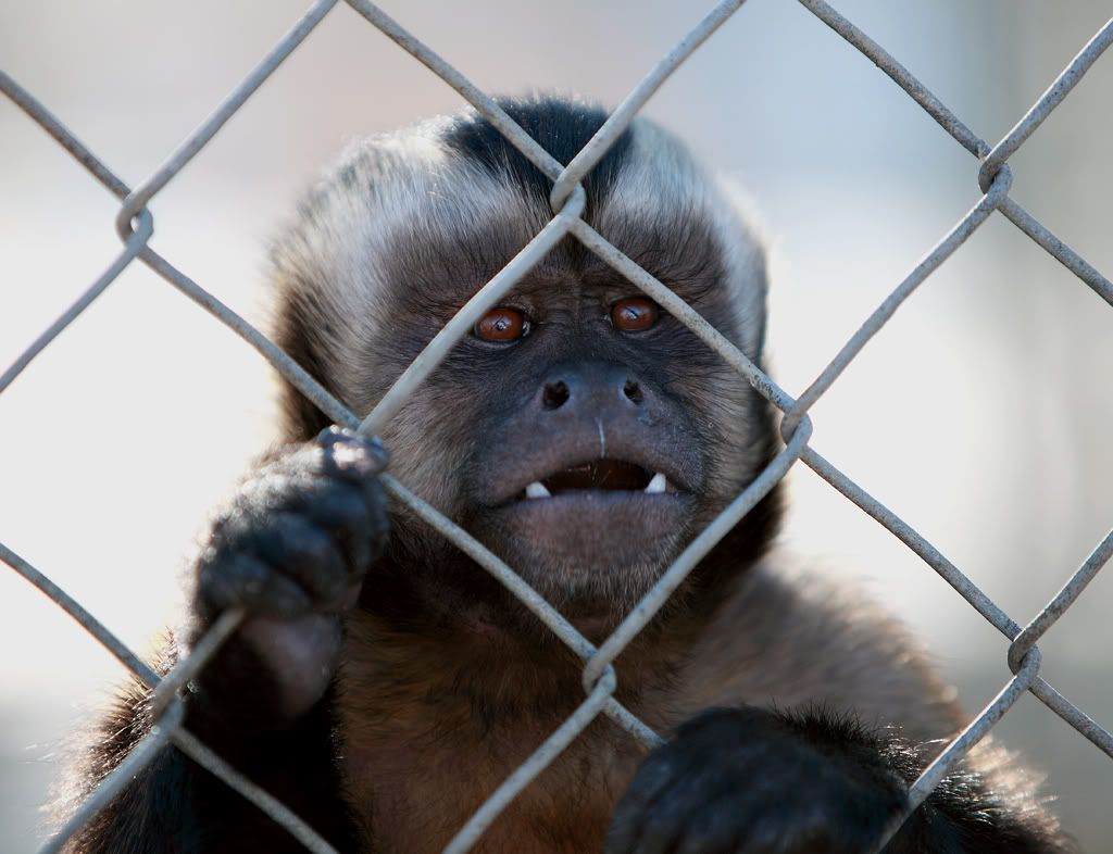 Monkey2.jpg