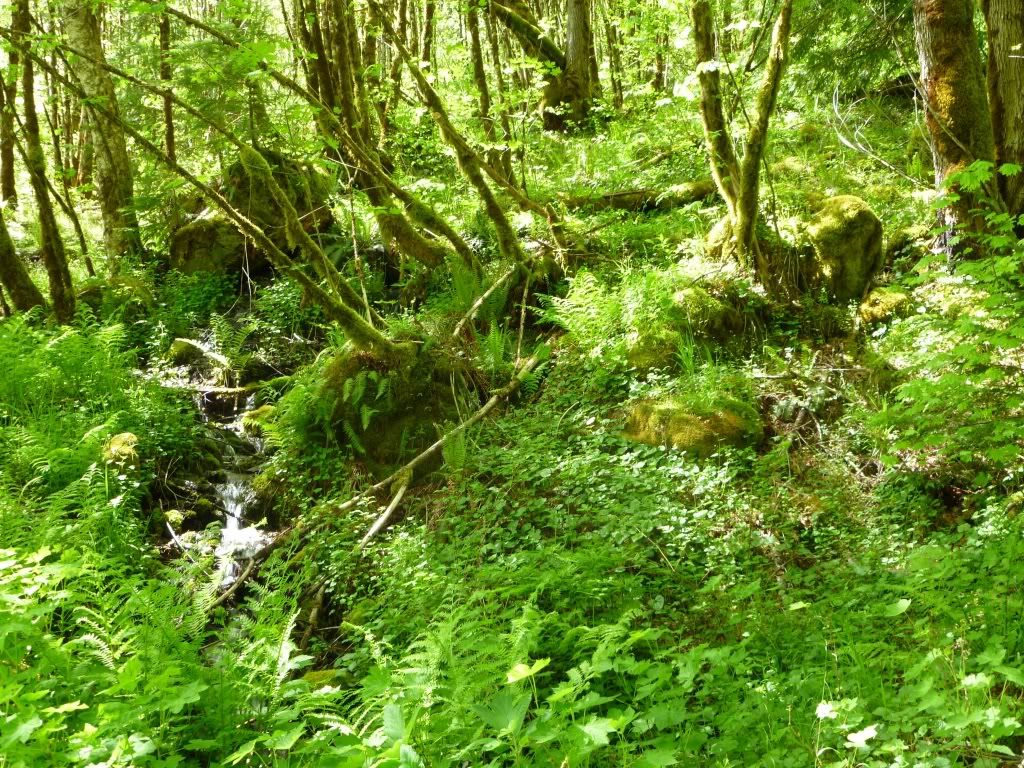 P1000314.jpg