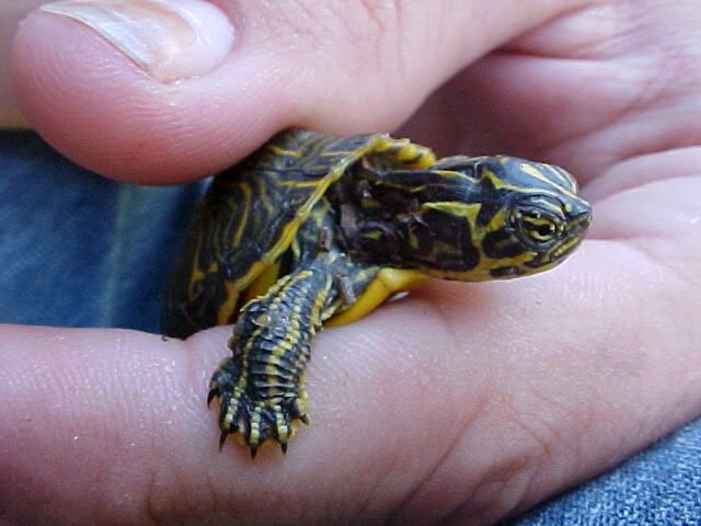 turtle3.jpg