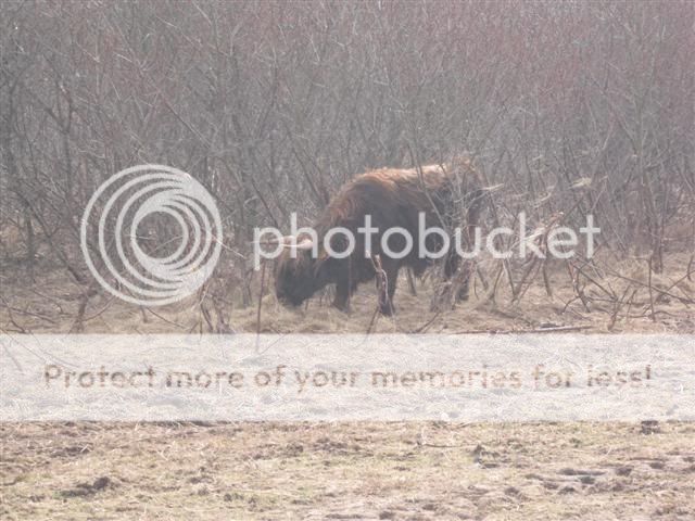 Lauwersmeer11.jpg