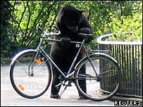 _40017328_bearonbike-reuters203.jpg