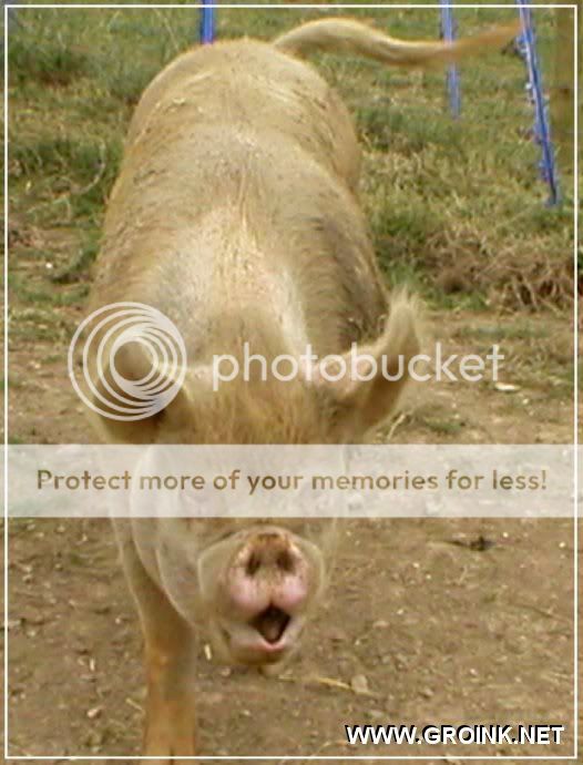ugly_rare_pig_05.jpg