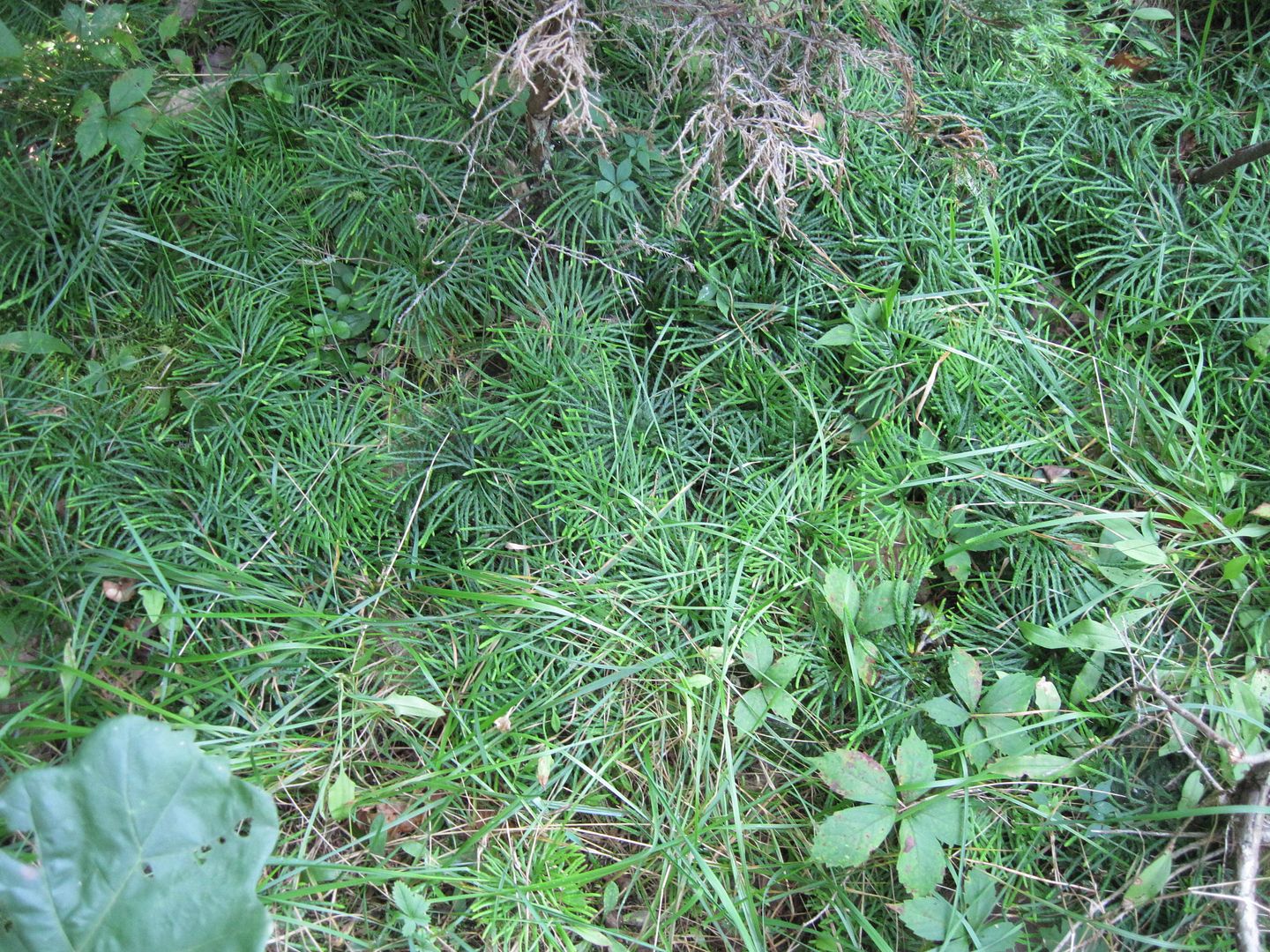 IMG_0172.jpg