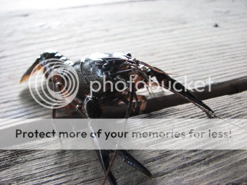 IMG_4388.jpg
