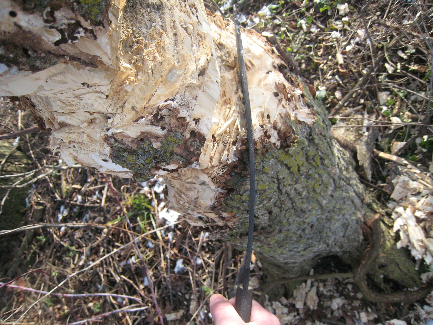 IMG_0354.jpg