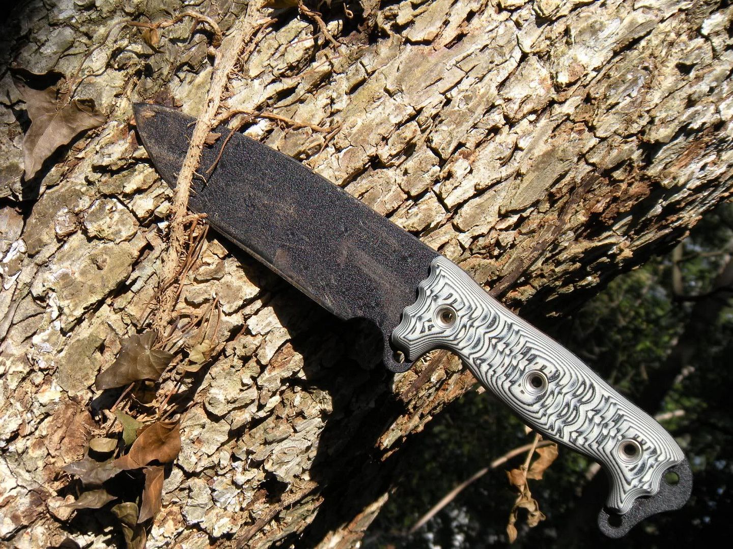 busseskinnyash1_1782.jpg