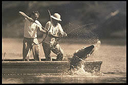 P2_f_fea_gator_gar_image.jpg