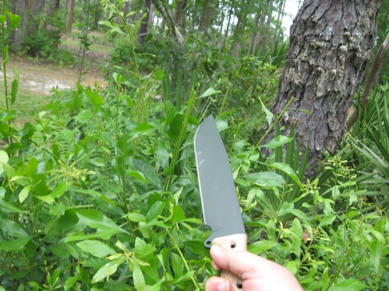 Junglas011.jpg
