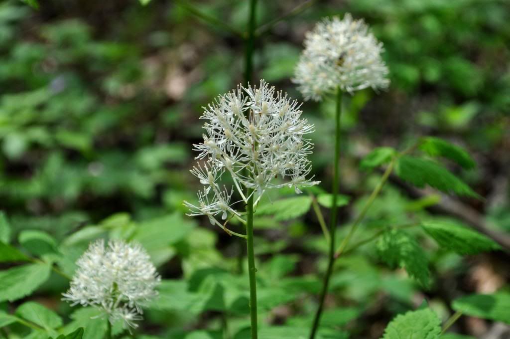 DSC_0493.jpg