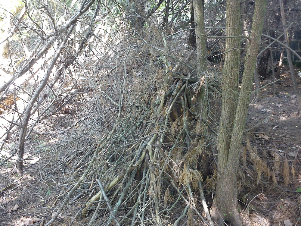 7290491446_493d5bfacd_b.jpg