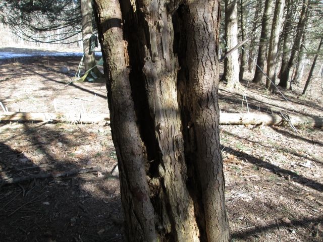 IMG_0936.jpg