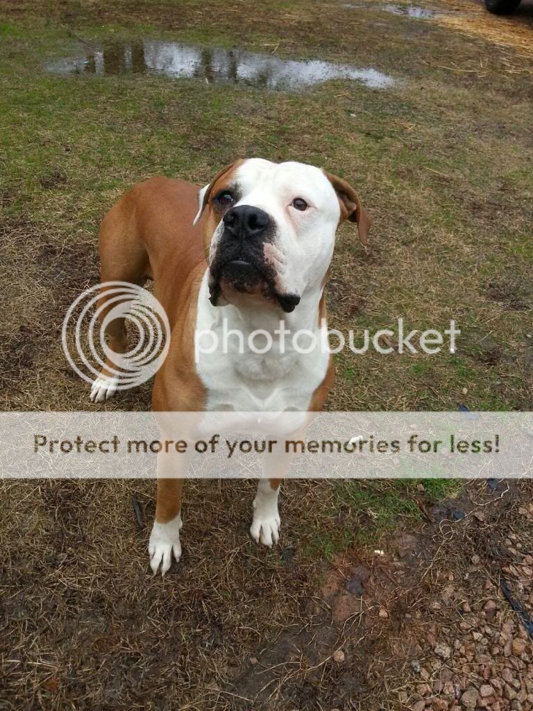 bulldogdad_zps1194a808.jpg