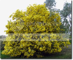 cootamundra_wattle.jpg
