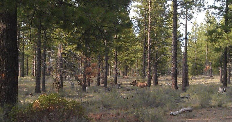 elk5.jpg