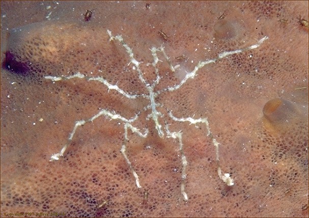 sea_spider.jpg