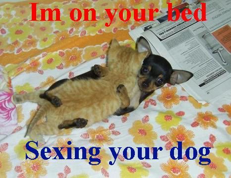 FUNNY_Cat_top_of_dog_small.jpg