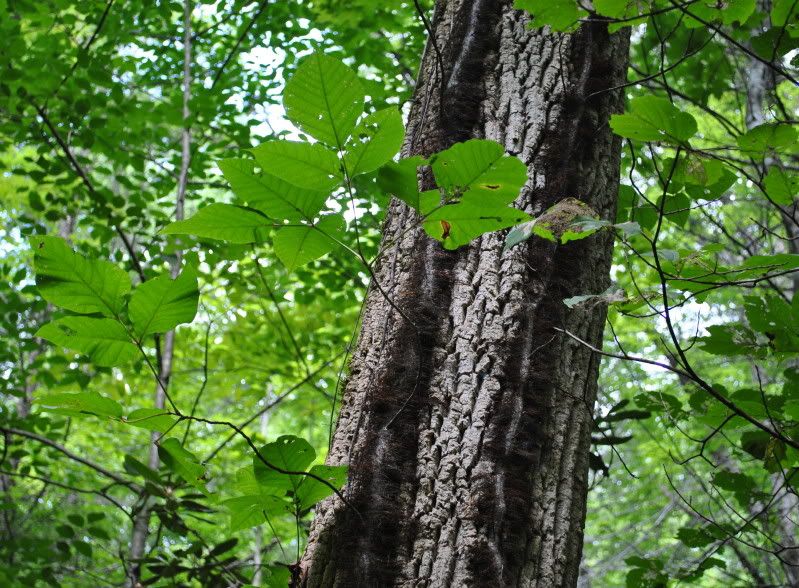 DSC_3774.jpg