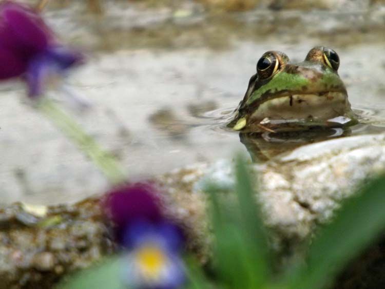 DSCF2885FROGGHECKOCLOSE750MED_zps3be91b07.jpg
