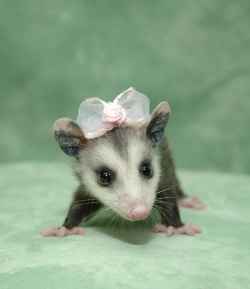 CutePossum.jpg