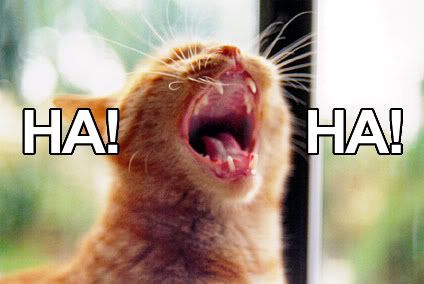 hahacat.jpg