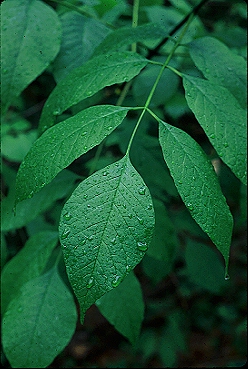 whiteash1.jpg