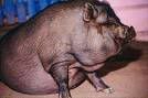 fatpig.jpg