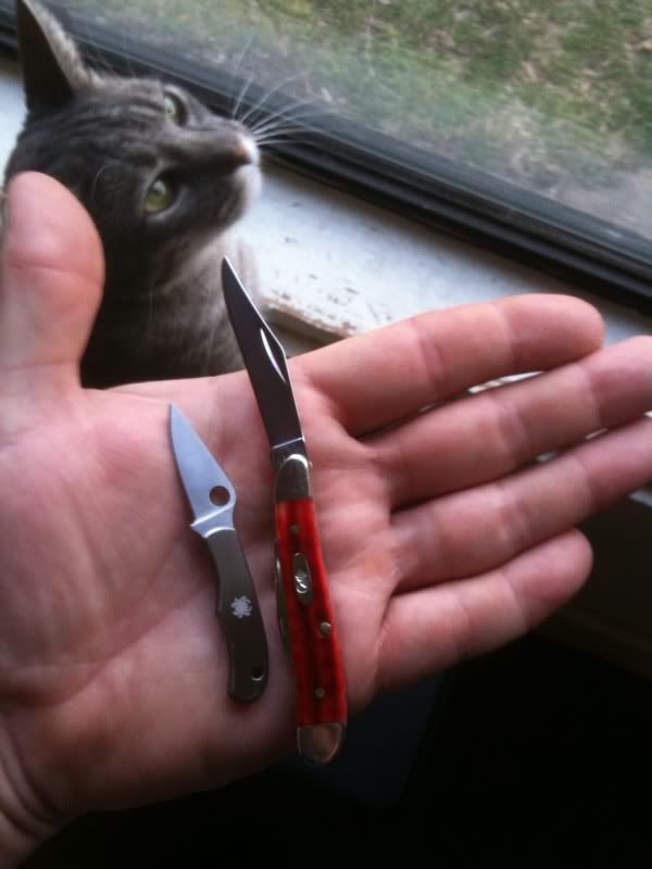 NutBug.jpg