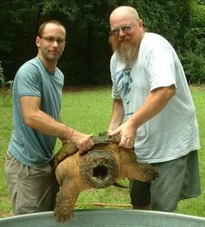 giant_snapping_turtle.jpg